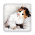 Logo of Cats Live Wallpapers android Application 